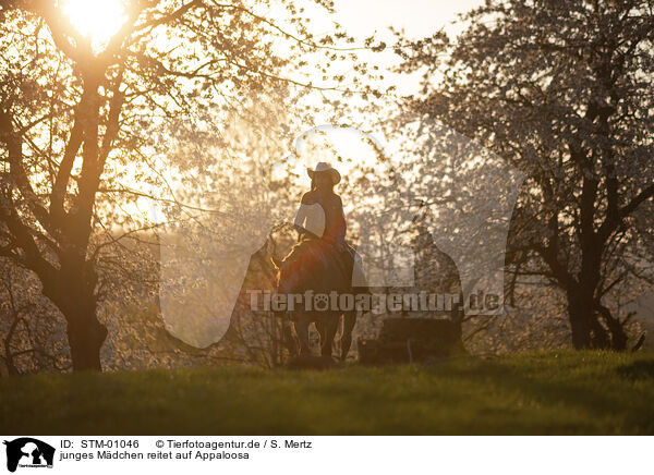 junges Mdchen reitet auf Appaloosa / young girl rides on Appaloosa / STM-01046