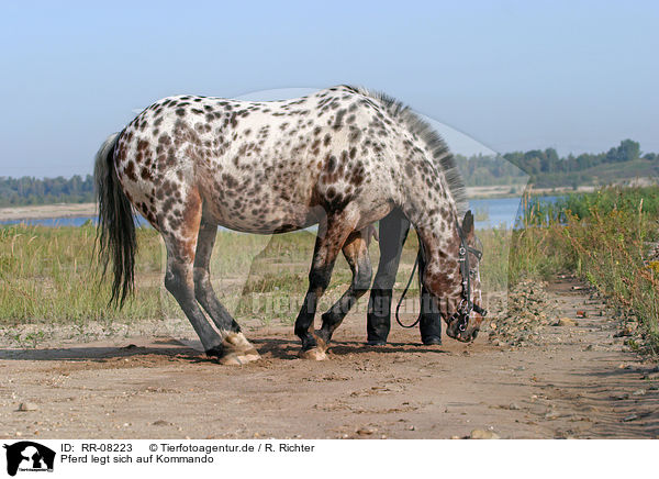 Pferd legt sich auf Kommando / lying down / RR-08223