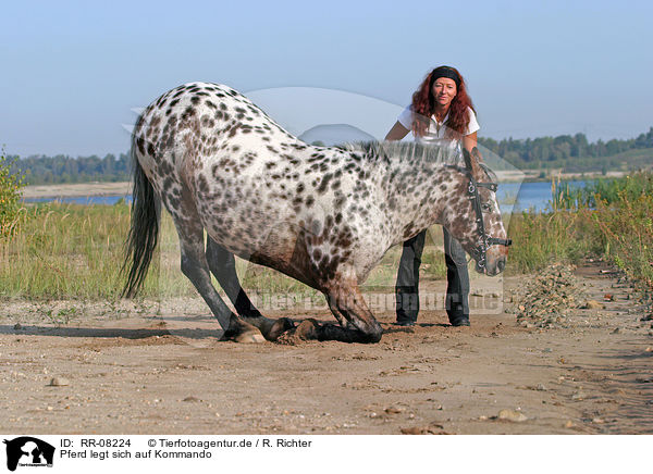 Pferd legt sich auf Kommando / lying down / RR-08224