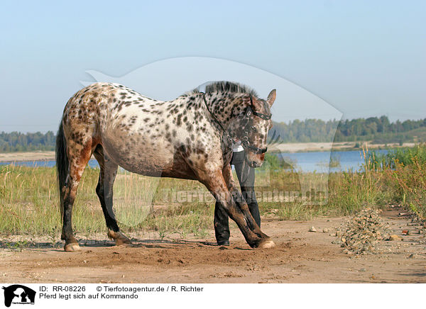 Pferd legt sich auf Kommando / lying down / RR-08226