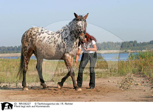 Pferd legt sich auf Kommando / lying down / RR-08227