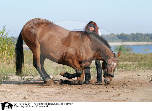 Pferd legt sich auf Kommando / lying down / RR-08231