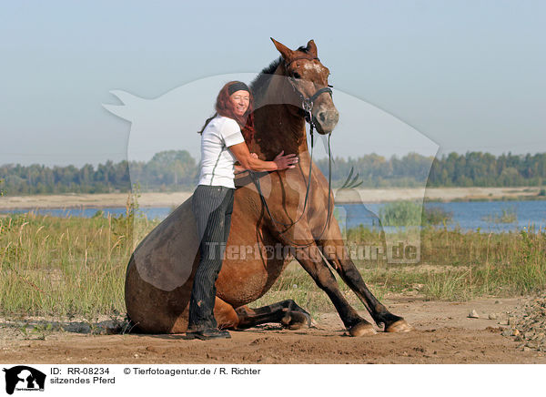 sitzendes Pferd / sitting horse / RR-08234