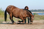 Pferd legt sich auf Kommando