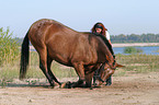 Pferd legt sich auf Kommando