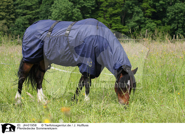 Pferdedecke Sommerekzem / horse blanket summer itch / JH-01958