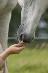 Pferd beschnuppert Hand