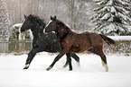 Pferde im Schneegstöber