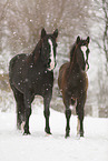 Pferde im Schneegstöber