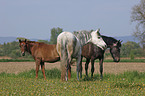Pferde auf der Weide