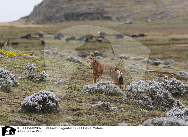 thiopischer Wolf / Simien jackal / FLPA-02337