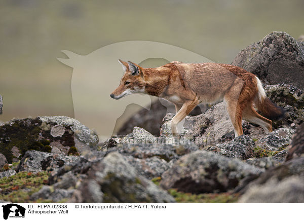 thiopischer Wolf / Simien jackal / FLPA-02338