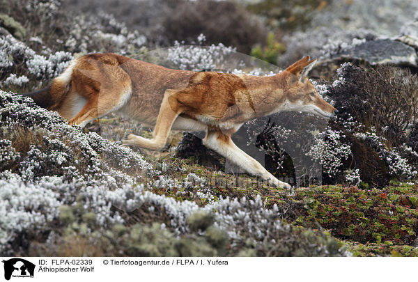 thiopischer Wolf / Simien jackal / FLPA-02339