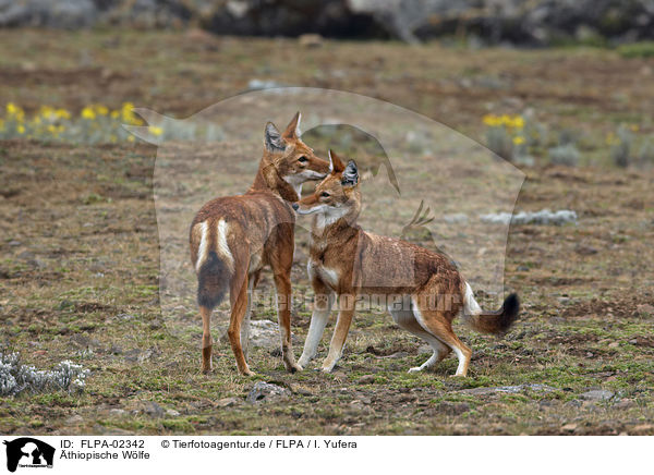 thiopische Wlfe / Simien jackals / FLPA-02342