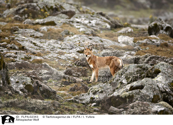 thiopischer Wolf / Simien jackal / FLPA-02343