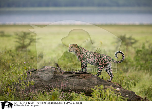 Afrikanischer Leopard / FLPA-04209