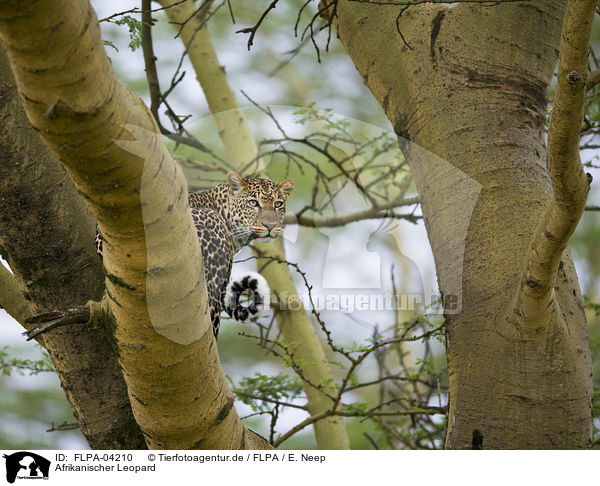 Afrikanischer Leopard / FLPA-04210