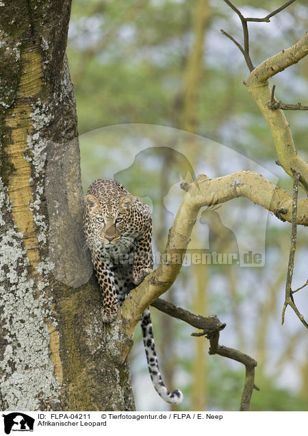 Afrikanischer Leopard / FLPA-04211