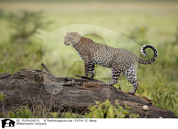 Afrikanischer Leopard / FLPA-04212