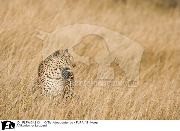 Afrikanischer Leopard / FLPA-04213