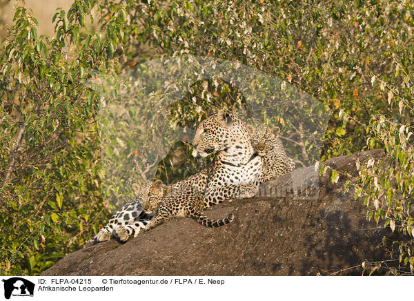 Afrikanische Leoparden / African leopards / FLPA-04215