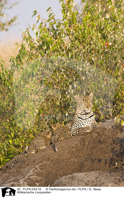 Afrikanische Leoparden / African leopards / FLPA-04216