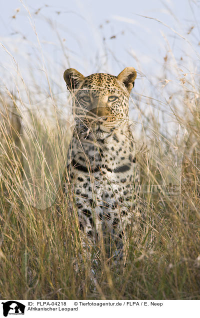 Afrikanischer Leopard / FLPA-04218