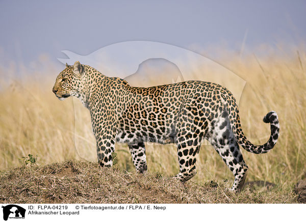 Afrikanischer Leopard / FLPA-04219