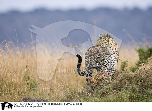 Afrikanische Leoparden / FLPA-04221