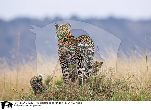 Afrikanische Leoparden / FLPA-04222