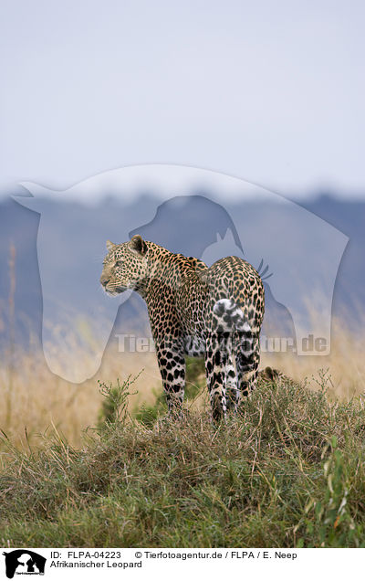 Afrikanischer Leopard / FLPA-04223