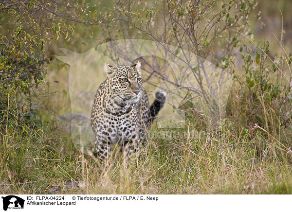 Afrikanischer Leopard / FLPA-04224