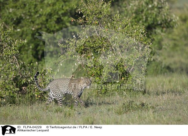 Afrikanischer Leopard / FLPA-04229