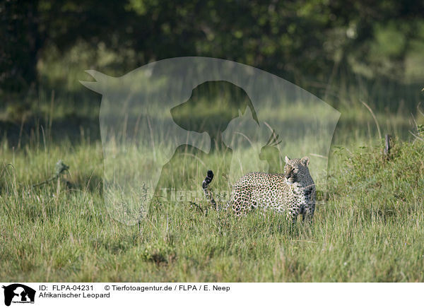 Afrikanischer Leopard / FLPA-04231