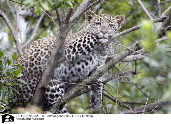 Afrikanischer Leopard / FLPA-04232