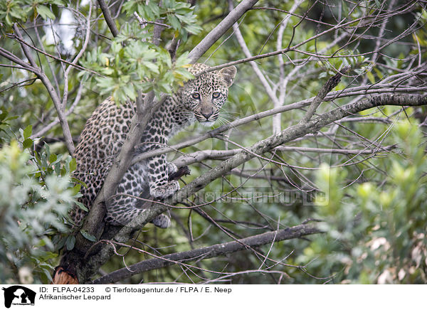 Afrikanischer Leopard / FLPA-04233