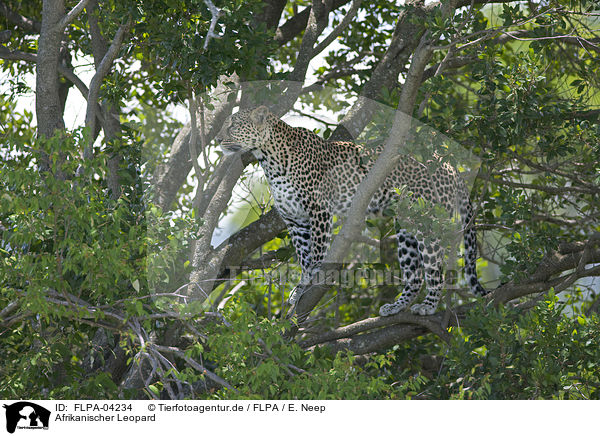 Afrikanischer Leopard / FLPA-04234