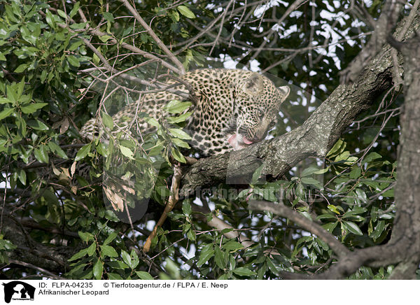 Afrikanischer Leopard / FLPA-04235