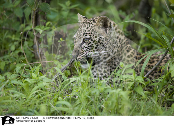 Afrikanischer Leopard / FLPA-04236