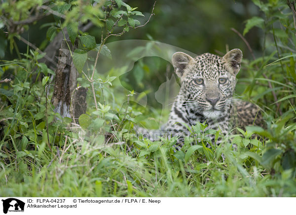 Afrikanischer Leopard / FLPA-04237