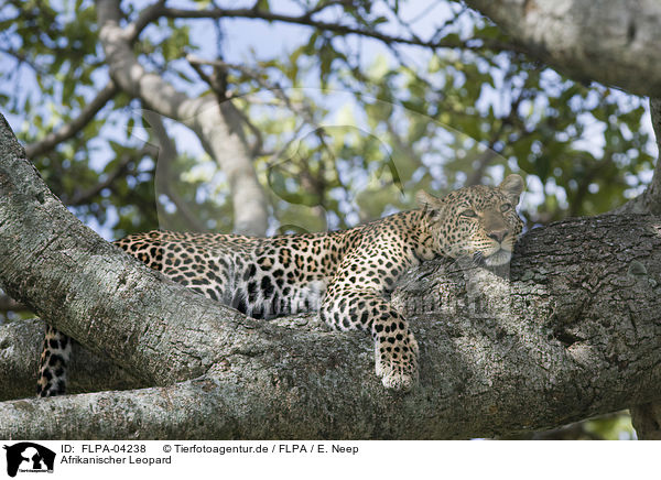 Afrikanischer Leopard / FLPA-04238