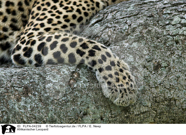 Afrikanischer Leopard / FLPA-04239