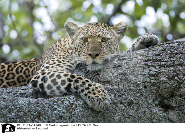 Afrikanischer Leopard / FLPA-04240