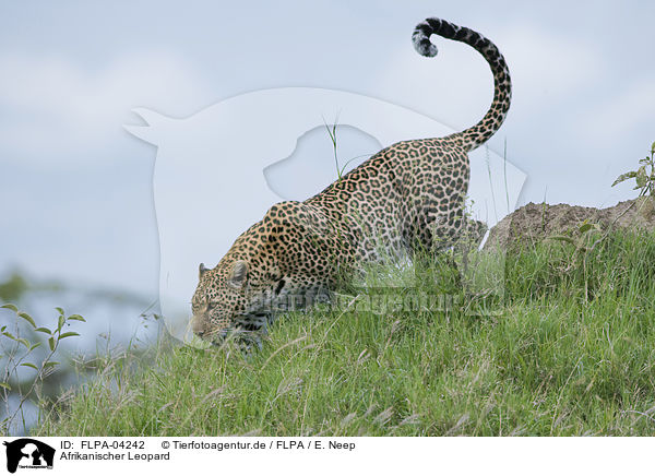 Afrikanischer Leopard / FLPA-04242