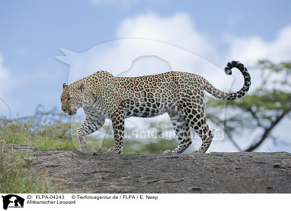 Afrikanischer Leopard / FLPA-04243