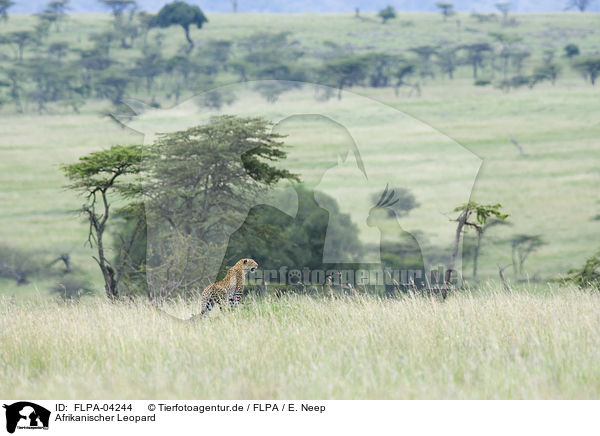 Afrikanischer Leopard / FLPA-04244