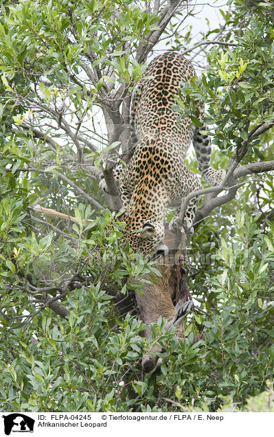 Afrikanischer Leopard / FLPA-04245