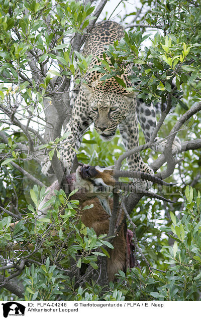 Afrikanischer Leopard / FLPA-04246