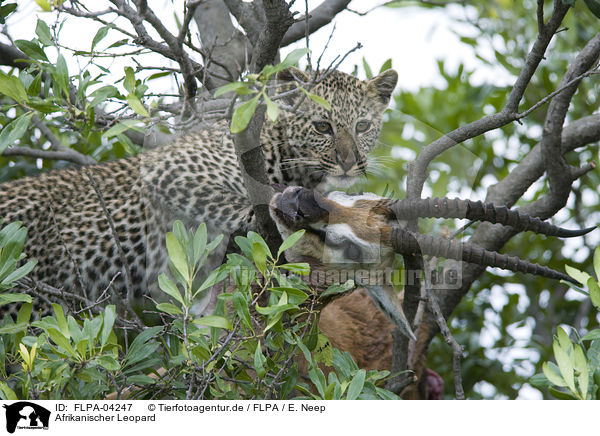 Afrikanischer Leopard / FLPA-04247