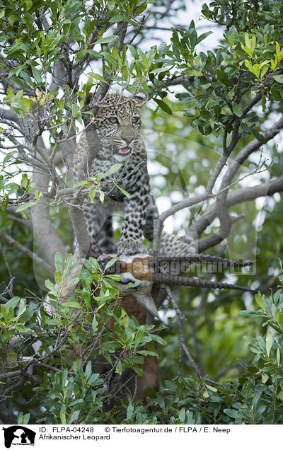 Afrikanischer Leopard / FLPA-04248